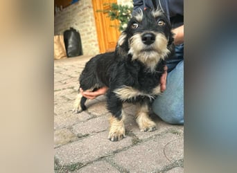 Benito, geboren 03.2025, 25cm sucht seine Menschen
