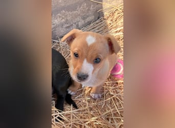 Finn, 11 Wochen sucht seine Chance