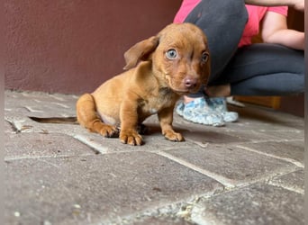Pascal, 18.06.2026 geboren, 14cm sucht sein Körbchen
