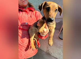 Pluto, geboren 05.11.2025, 24cm sucht sein Glück