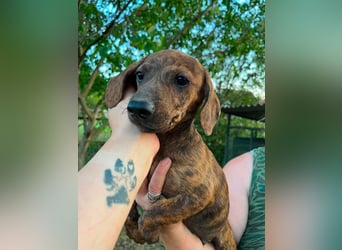Toffifie, geboren 20.03.2026, 24cm sucht sein Zuhause