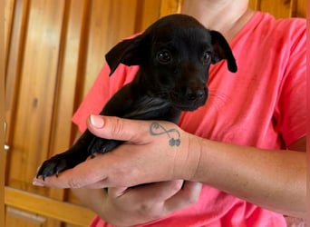 Pedro, 18.06.2026 geboren, 15cm sucht seine Chance