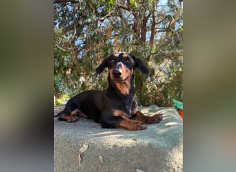 Monty, geboren 12.04.2025, 26cm sucht Dackel Zuhause