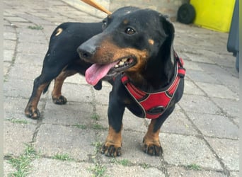 Zserbo, geboren 07.04.2020, 26cm sucht seine Menschen