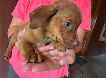 Pascal, 18.06.2026 geboren, 14cm sucht sein Körbchen