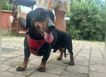 Zserbo, geboren 07.04.2020, 26cm sucht seine Menschen