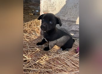 Alina, 11 Wochen sucht ihre Menschen