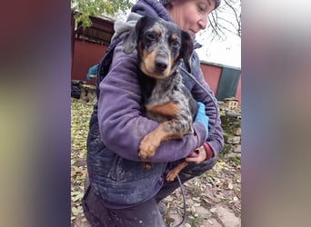 Hunor, geboren 12.06.2024, 26cm sucht seine Menschen