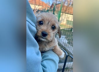 Jenna, geboren 19.01.2026 sucht ihr Körbchen