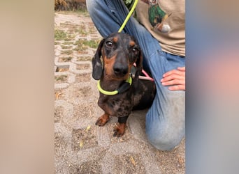 Rio, geboren 04.06.2025, 25cm sucht seine Menschen