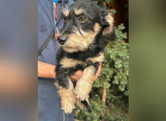 Benito, geboren 03.2025, 25cm sucht seine Menschen