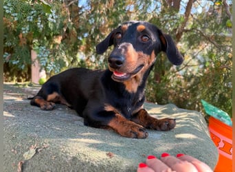Monty, geboren 12.04.2025, 26cm sucht Dackel Zuhause