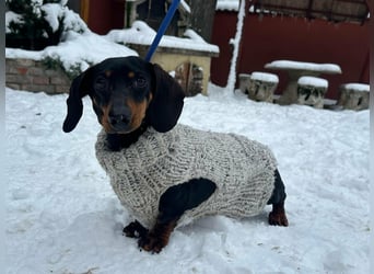 Stella, geboren 01.01.2023, 24cm sucht ihr Glück