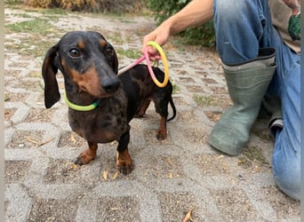Rio, geboren 04.06.2025, 25cm sucht seine Menschen