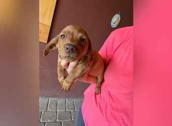 Pierre, 18.06.2026 geboren, 14cm sucht sein Für immer Zuhause