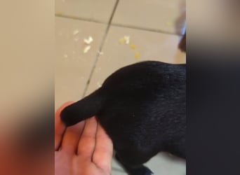 Pedro, 18.06.2026 geboren, 15cm sucht seine Chance