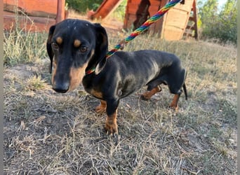 Jakab, geboren 01.09.2025, 25cm sucht Geborgenheit