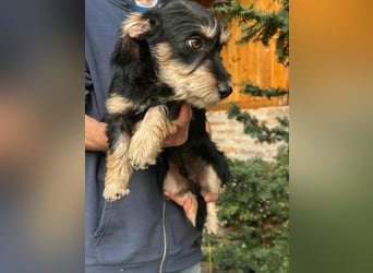 Benito, geboren 03.2025, 25cm sucht seine Menschen