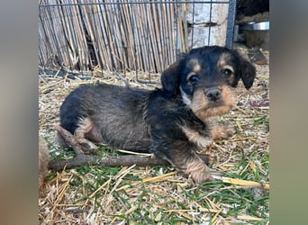 Jessica, geboren 19.01.2026 sucht ihre Menschen