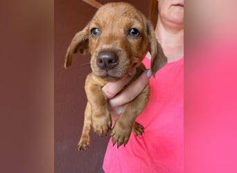 Pierre, 18.06.2026 geboren, 14cm sucht sein Für immer Zuhause
