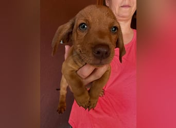 Pierre, 18.06.2026 geboren, 14cm sucht sein Für immer Zuhause