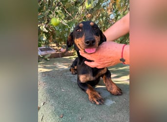 Monty, geboren 12.04.2025, 26cm sucht Dackel Zuhause