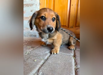Mokka, geboren 24.04.2026, 18cm sucht sein Körbchen