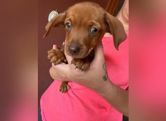 Panna, 18.06.2026 geboren, 14cm sucht ihre Menschen