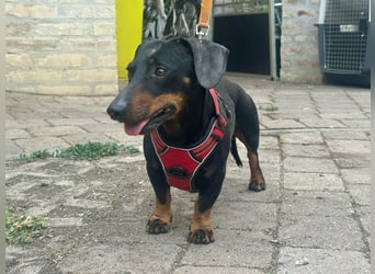 Zserbo, geboren 07.04.2020, 26cm sucht seine Menschen