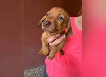 Pierre, 18.06.2026 geboren, 14cm sucht sein Für immer Zuhause