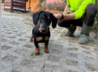 Hugo, geboren 29.04.2026, 24cm sucht sein Plätzchen