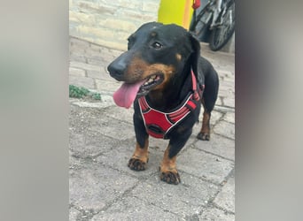 Zserbo, geboren 07.04.2020, 26cm sucht seine Menschen