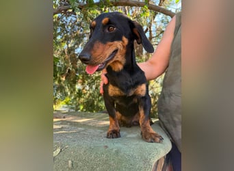 Monty, geboren 12.04.2025, 26cm sucht Dackel Zuhause