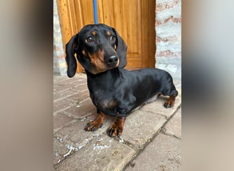 Stella, geboren 01.01.2023, 24cm sucht DICH!