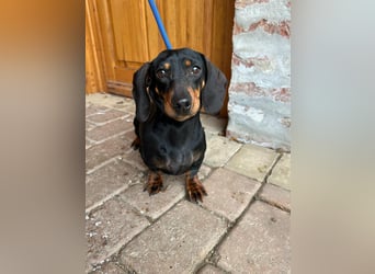 Stella, geboren 01.01.2023, 24cm sucht ihr Glück