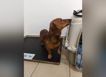 Mogyi, geboren 01.01.2022, 26cm sucht sein Glück