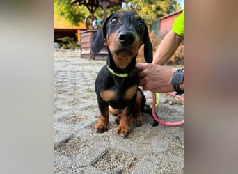 Hugo, geboren 29.04.2026, 24cm sucht sein Plätzchen