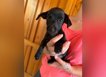 Pedro, 18.06.2026 geboren, 15cm sucht seine Chance