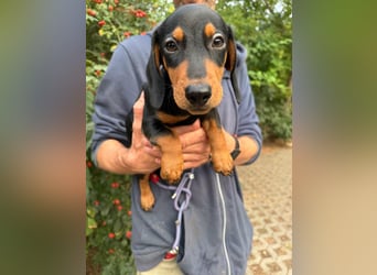 Noel, geboren 22.06.2026, 17cm sucht Dackel-Fan