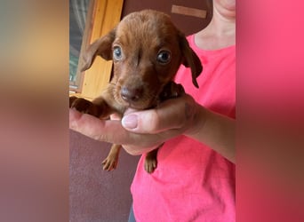 Pascal, 18.06.2026 geboren, 14cm sucht sein Körbchen