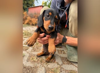 Noel, geboren 22.06.2026, 17cm sucht Dackel-Fan