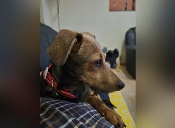 Soma, geboren 02.07.2025, 22cm sucht sein Zuhause (Pflegestelle in Steinfurt)