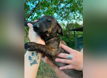 Tuttifrutti, geboren 20.03.2026, 22cm sucht ihre Menschen