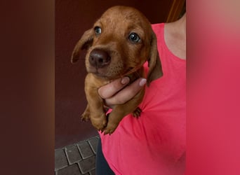 Pierre, 18.06.2026 geboren, 14cm sucht sein Für immer Zuhause