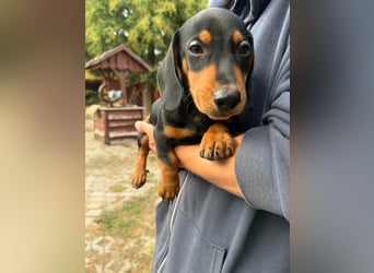 Noel, geboren 22.06.2026, 17cm sucht Dackel-Fan