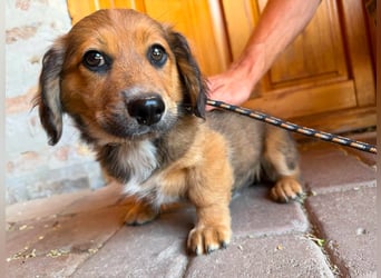 Mokka, geboren 24.04.2026, 18cm sucht sein Körbchen