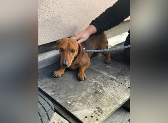 Mogyi, geboren 01.01.2022, 26cm sucht sein Glück