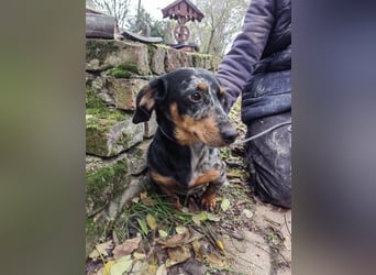 Hunor, geboren 12.06.2024, 26cm sucht seine Menschen