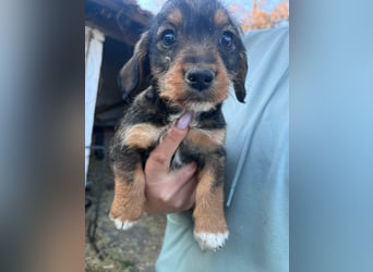 Junior, geboren 19.01.2026 sucht sein Glück