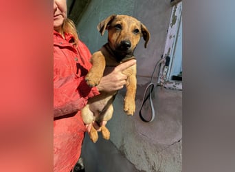 Pluto, geboren 05.11.2025, 24cm sucht sein Glück